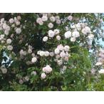 ポールズ・ヒマラヤン・ムスク大苗予...