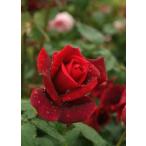 パパメイアン（バラ苗：四季咲き大輪系）　バラの殿堂入り　大苗予約