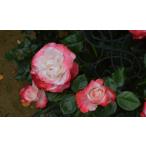 ノスタルジー（バラ苗：四季咲き大輪系）　大苗
