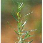 フレンチタラゴン（エストラゴン）（ハーブ苗）