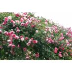 パレード(バラ苗:つるバラ)　大苗予約
