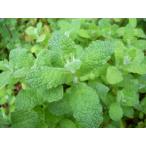  Apple mint ( herb seedling )