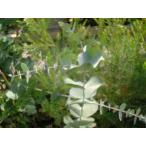 ユーカリ・シルバーダラー（ハーブ苗）