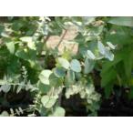 ユーカリ・アップル（ハーブ苗）