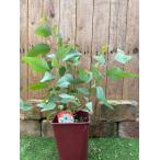 ポプルネアユーカリ　ハーブ苗　12cmポット