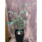 ユーカリ・グ-ニー（ハーブ苗）　12cmポット