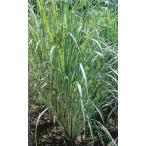  lemon grass ( herb seedling )