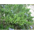 ローズマリー・プロストラータス（クリーピング）　（ハーブ苗）