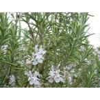  rosemary * white ( herb seedling )