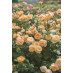 ロアルド・ダール（バラ苗：イングリッシュローズ）　大苗