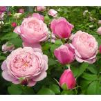 シャンテ・ロゼ・ミサト（バラ苗：デルバール）　大苗予約
