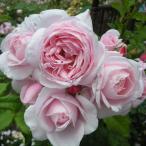 ナエマ（バラ苗：デルバール）　大苗予約