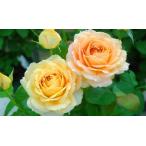 キャラメル・アンティーク（バラ苗：四季咲き大輪系）　大苗予約