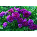 ヤング・リシダス（バラ苗：イングリッシュローズ）　大苗予約