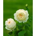 クレア・オースチン（バラ苗：イングリッシュローズ）　大苗予約