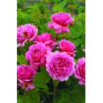 プリンセス・アレキサンドラ・オブ・ケント（バラ苗：イングリッシュローズ）　大苗