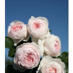 クリスティアーナ(バラ苗:つるバラ)　 大苗予約