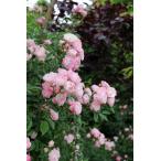 玉鬘　たまかずら（大苗）7号鉢植え　クライミングポリアンサ　バラ苗