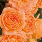 サンセット・メモリー(バラ苗:つるバラ)　大苗予約