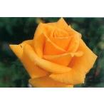 ゴールデン・シャトー（バラ苗：四季咲き大輪系）　大苗