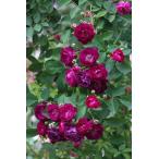 アイヴァンホー（バラ苗：クライミングミニチュア）　つるバラ　　大苗予約