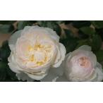 ボレロ（バラ苗：四季咲き中輪房咲き系）　大苗予約