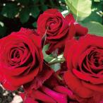 ニコロ・パガニーニ大苗予約