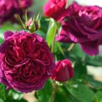 アレゴリー（バラ苗：デルバール）　大苗