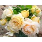 ジュリエット・グレコ（バラ苗：デルバール）　大苗