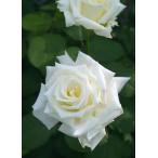 ヨハネ・パウロ2世（バラ苗：四季咲き大輪系）　大苗予約