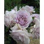 ルシファー（バラ苗：河本バラ園）　大苗予約