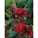 チョコレートサンデー(バラ苗:つるバラ)　大苗