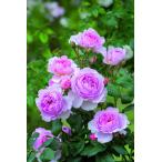 ジ・エンシェント・マリナー（バラ苗：イングリッシュローズ）　大苗予約