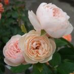 ブリーズ（バラ苗：デルバール）　大苗予約