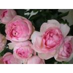 フレグランス・オブ・フレグランシズ（バラ苗：河本バラ園）　大苗予約