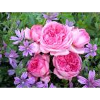 ラ・ローズ・ドゥ・モリナール（バラ苗：デルバール）　大苗