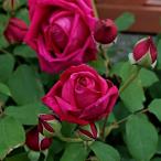 つるデトロイター(バラ苗:つるバラ)　 大苗予約