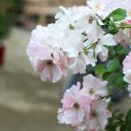 伽羅奢(がらしゃ)(バラ苗:つるバラ)　 大苗予約