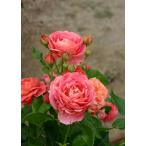 イーハトーブの香（バラ苗：禅ローズ）　大苗予約