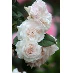メイのほほえみ（バラ苗：四季咲き中輪房咲き系）　大苗予約　《契約品種》