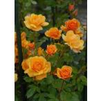 サイレンス・イズ・ゴールデン(バラ苗:つるバラ)　大苗