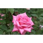 ウェディング・ベルズ大苗予約《農林...