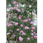 アメジスト・バビロン(バラ苗:つるバラ)　大苗予約