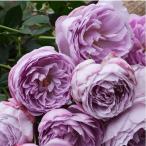 ラピス・ラズリ(バラ苗：ロサ・オリエンティス）　大苗予約　