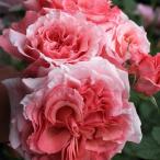 ローラン・カブロル(バラ苗：ギヨー社・フランス）　大苗予約