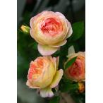 ロソマーネ・ジャノン(バラ苗：ギヨー社・フランス）　大苗予約