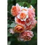 ザビエル・デ・フライシネッテ(バラ苗：ギヨー社・フランス）　大苗