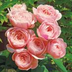 たまき（バラ苗：F&Gローズ）　大苗予約