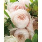 ひより(バラ苗：F&Gローズ）　大苗予約　四季咲き