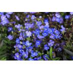 ベロニカ・オックスフォードブルー　ほふく　宿根草　ガーデニング用